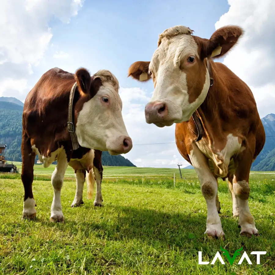 LAVAT vacas guatemala