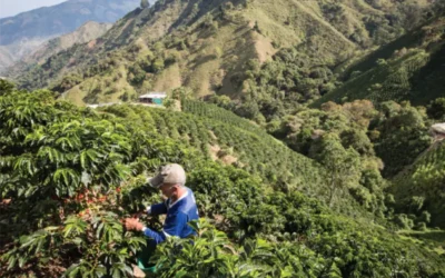 Cómo Elegir el Mejor Fertilizante para Cultivos en Guatemala