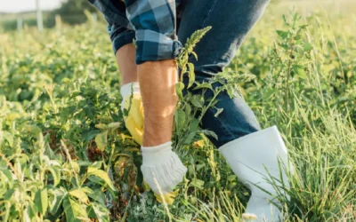 Herbicidas Selectivos para Controlar Maleza sin Dañar los Cultivos